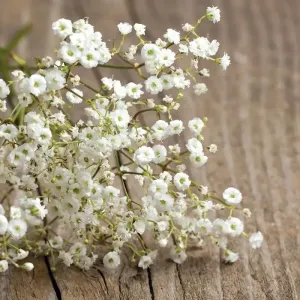 Baby's Breath-Covent Garden-Gypsophila Elegans Seeds Packet