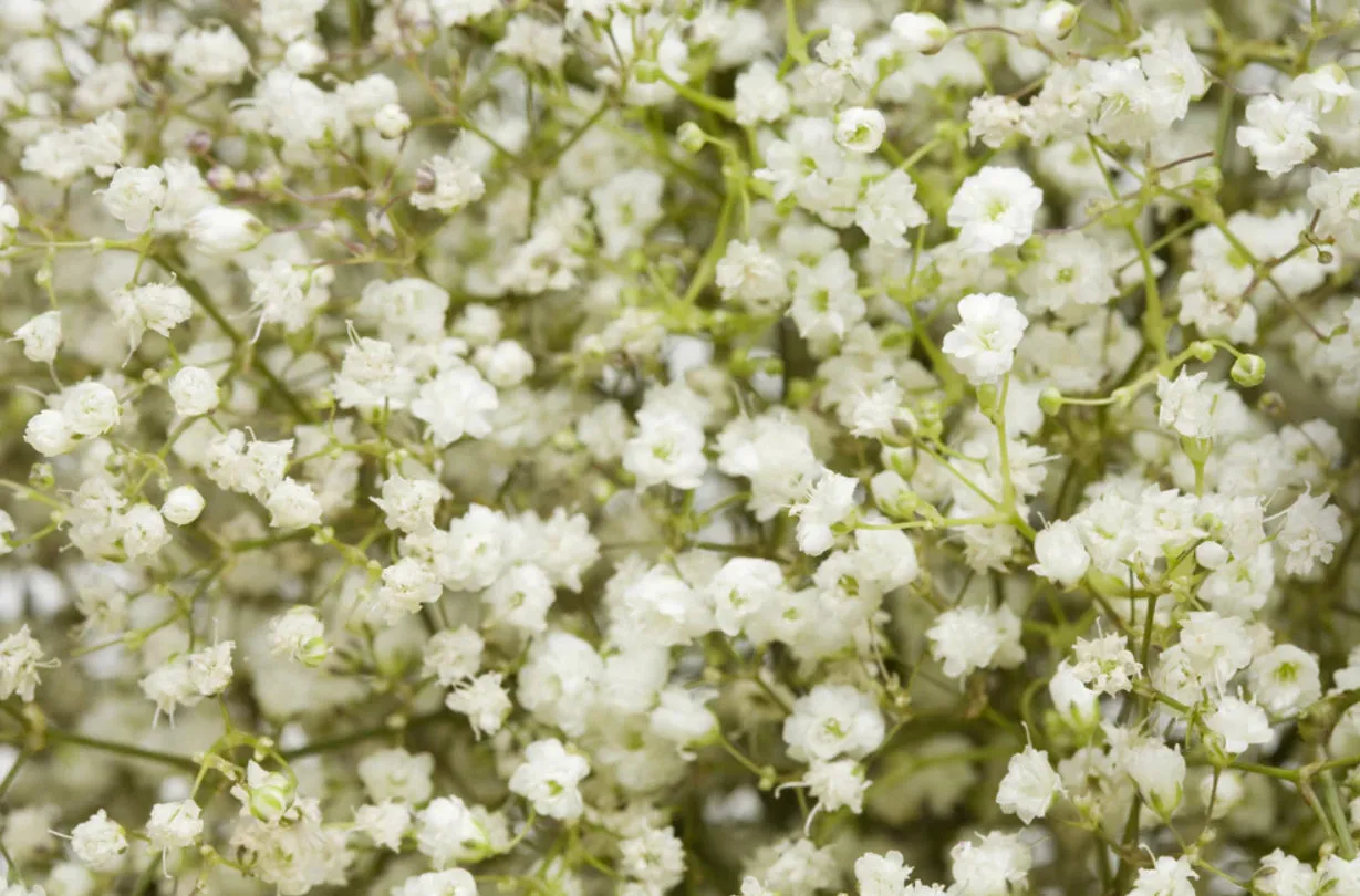 Baby's Breath-Covent Garden-Gypsophila Elegans Seeds Packet