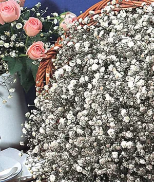 Baby's Breath Early Snowball
