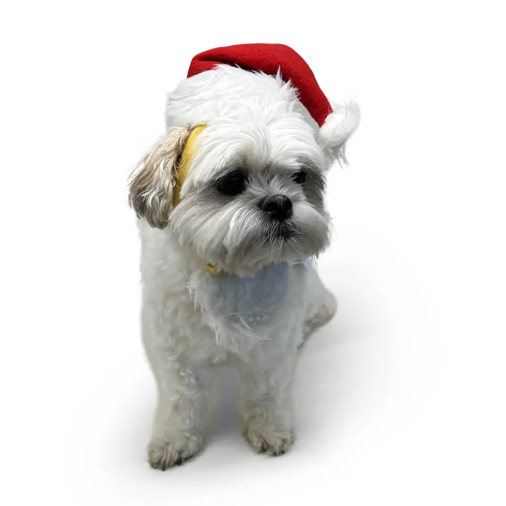 Dogo Pet - Santa Hat