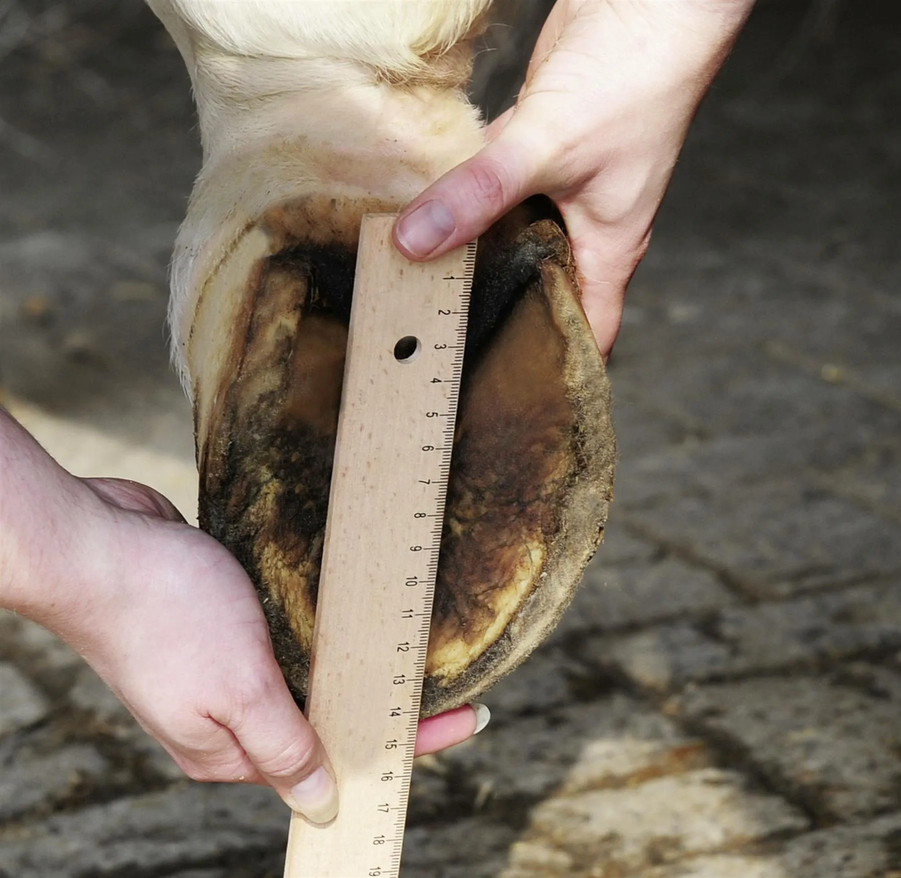 HKM Hoof Boot