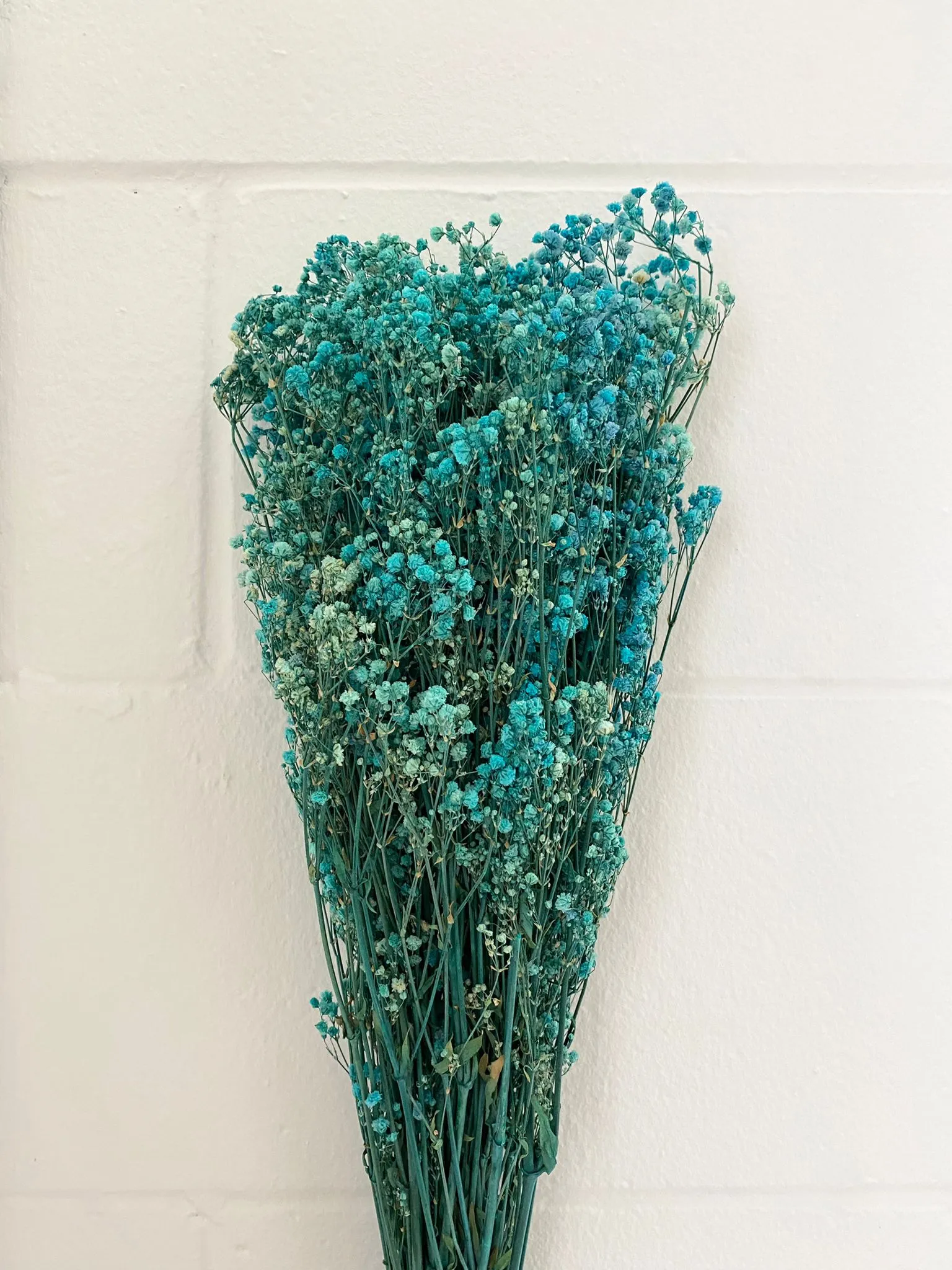 Permanent Baby's Breath (Gypsophila) in Variety Colors