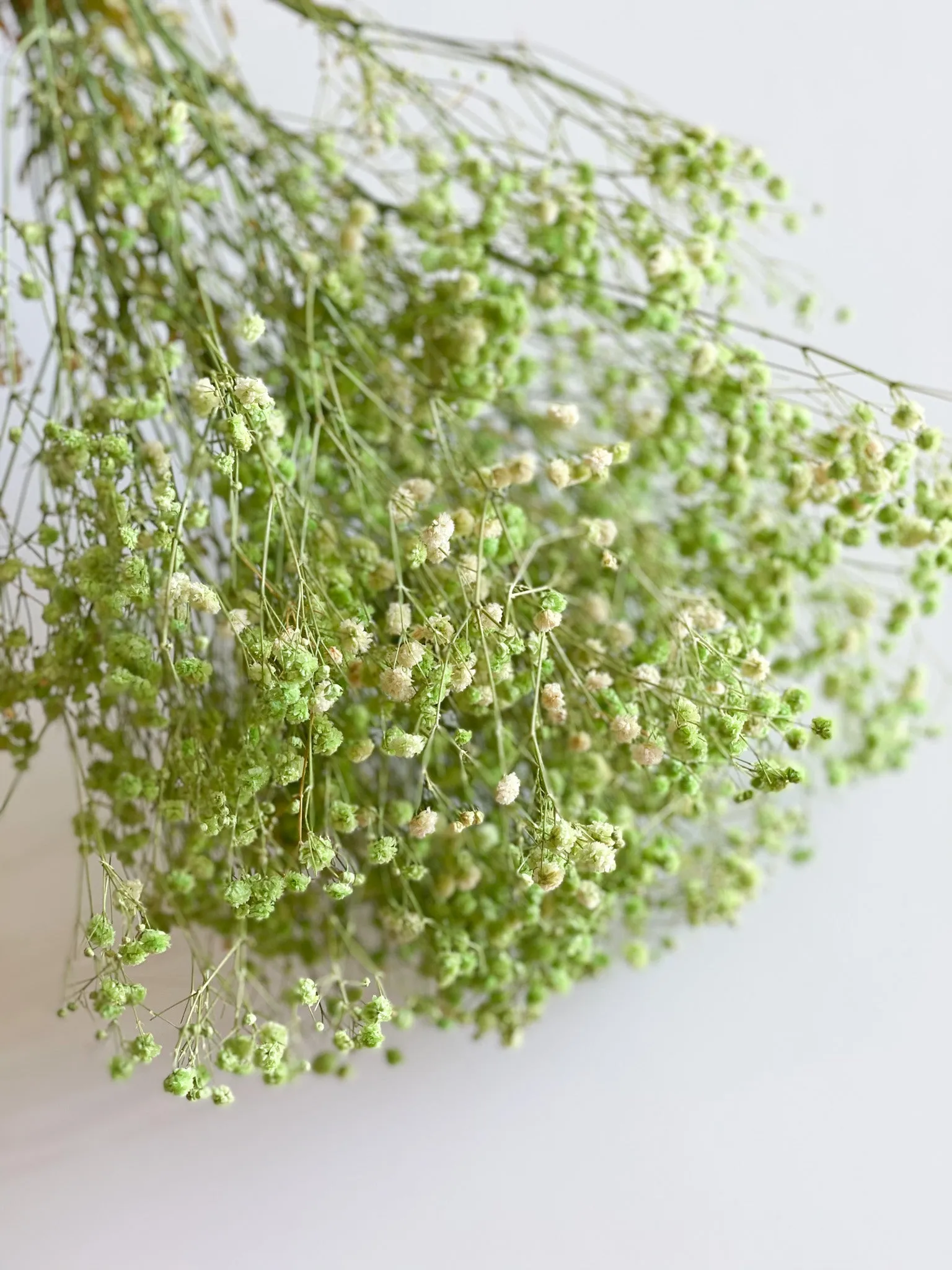 Permanent Baby's Breath (Gypsophila) in Variety Colors