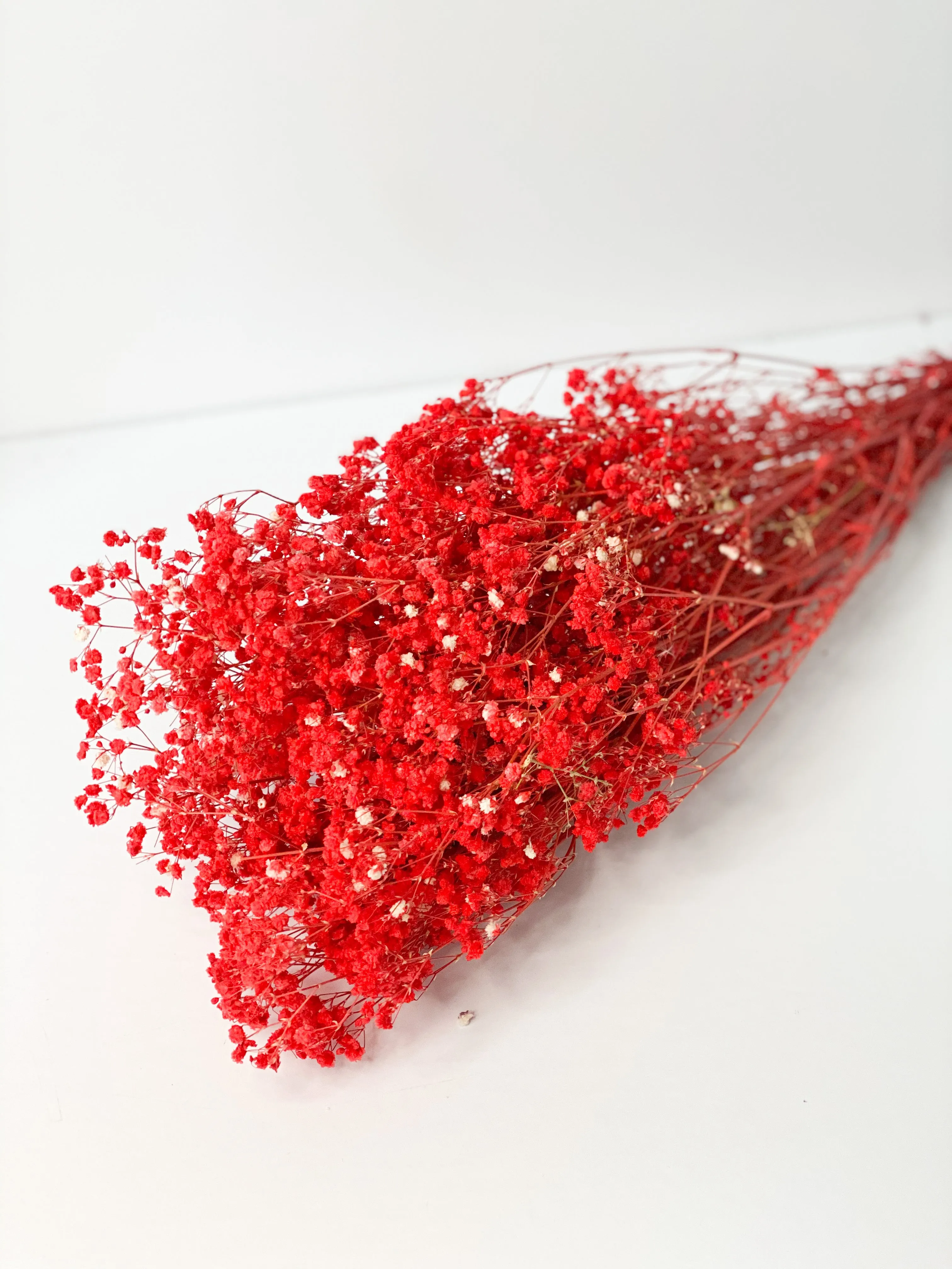 Permanent Baby's Breath (Gypsophila) in Variety Colors