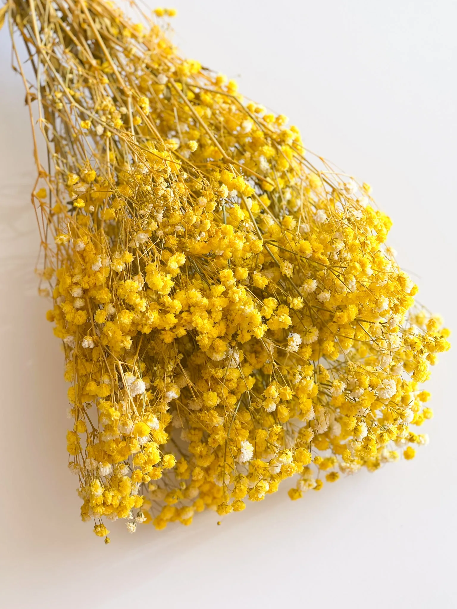 Permanent Baby's Breath (Gypsophila) in Variety Colors
