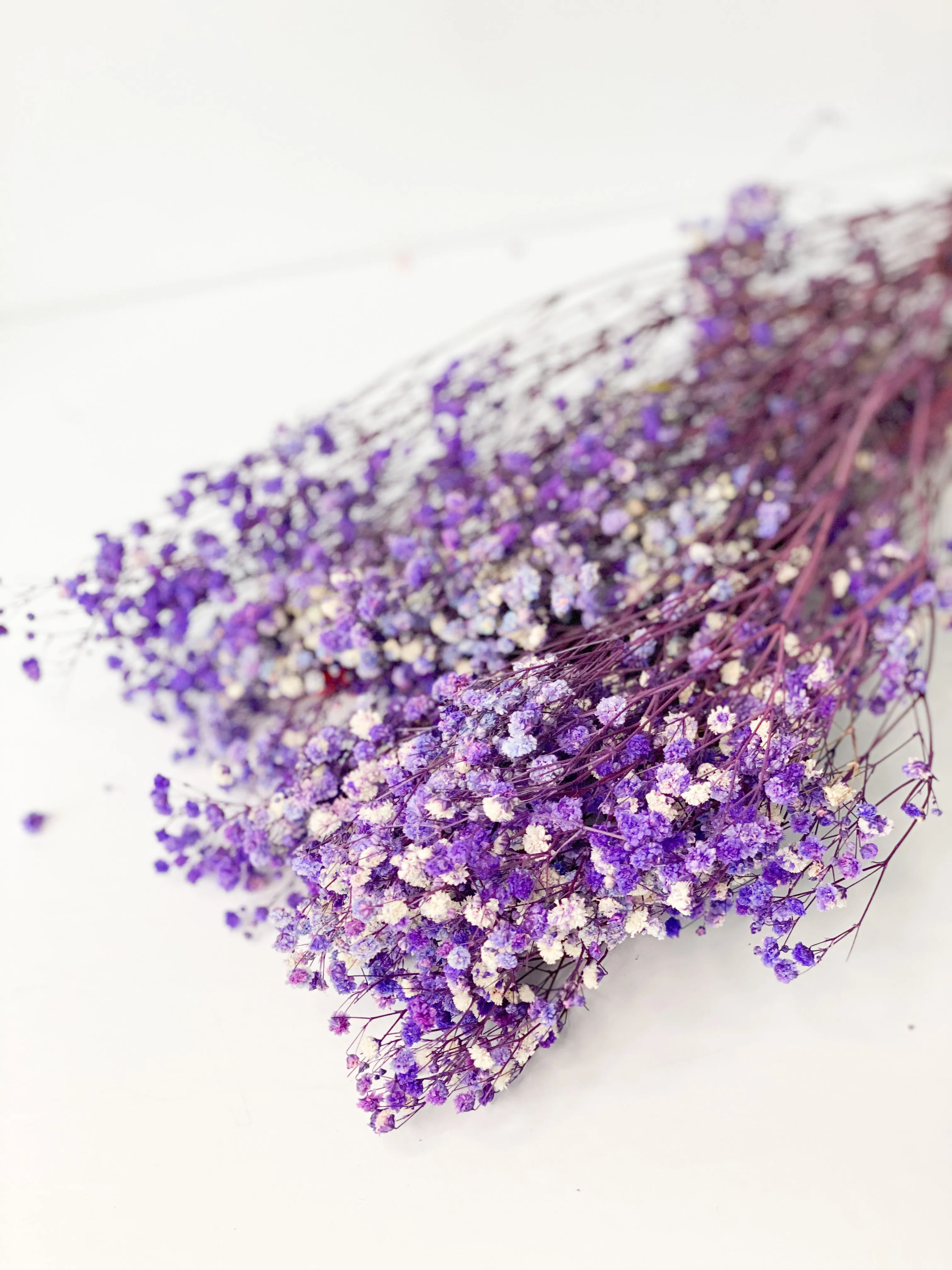 Permanent Baby's Breath (Gypsophila) in Variety Colors