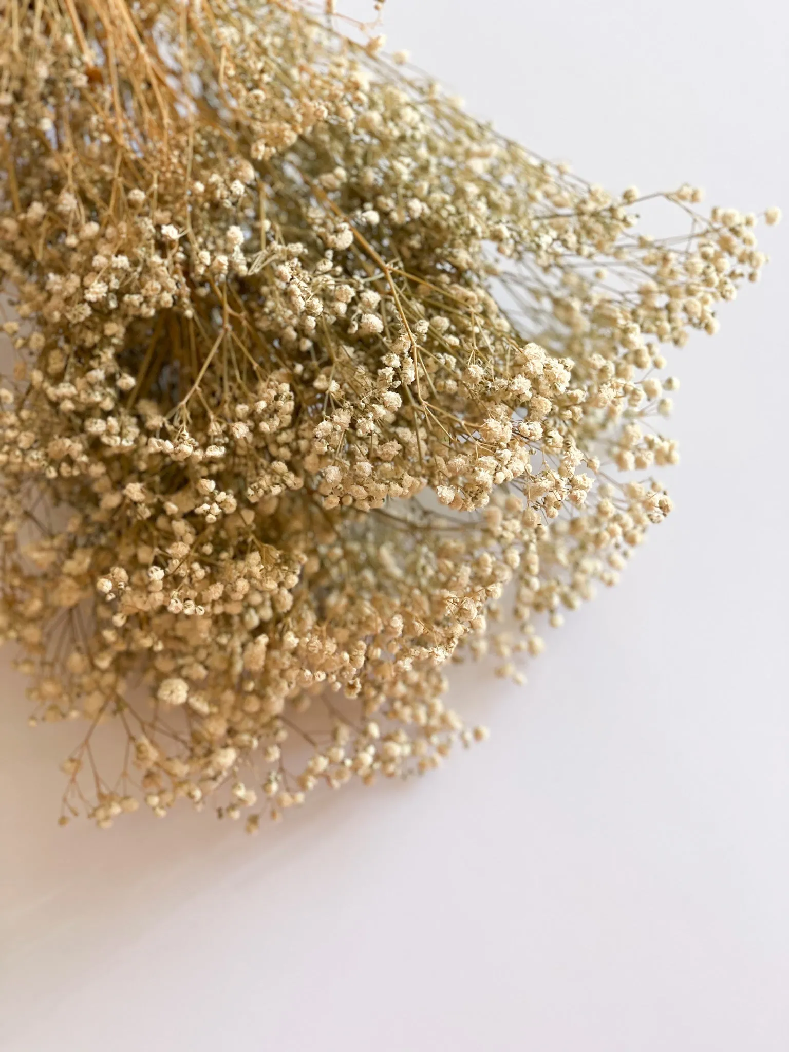 Permanent Baby's Breath (Gypsophila) in Variety Colors