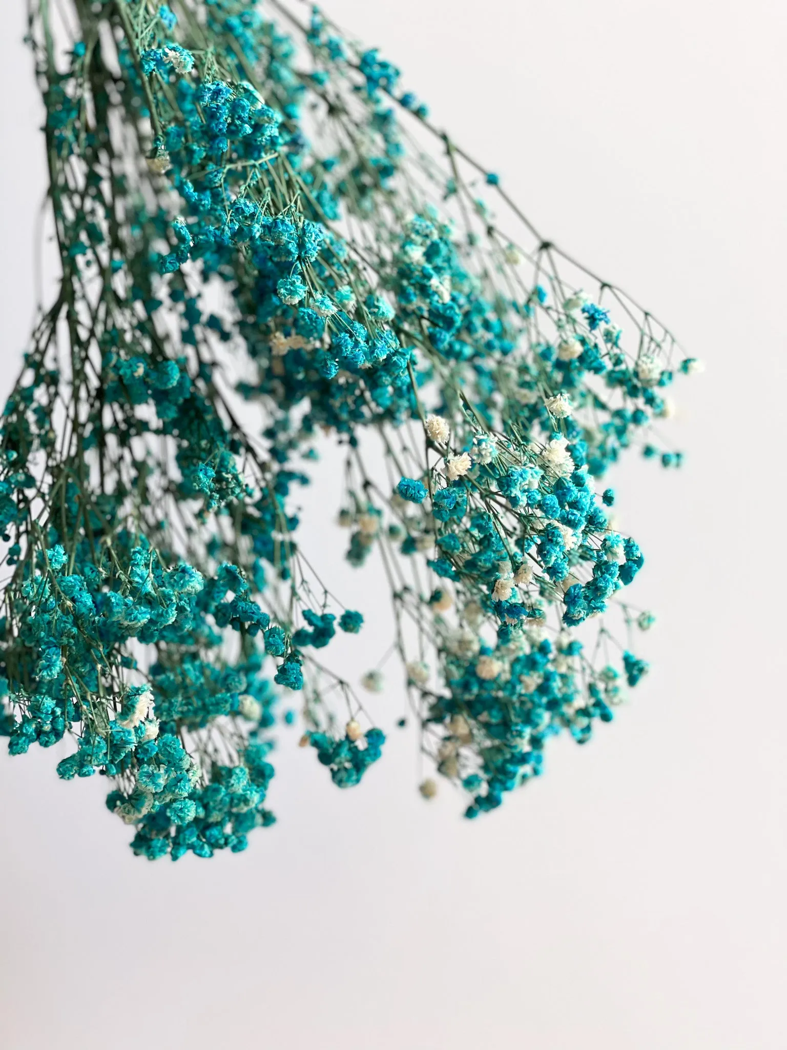 Permanent Baby's Breath (Gypsophila) in Variety Colors