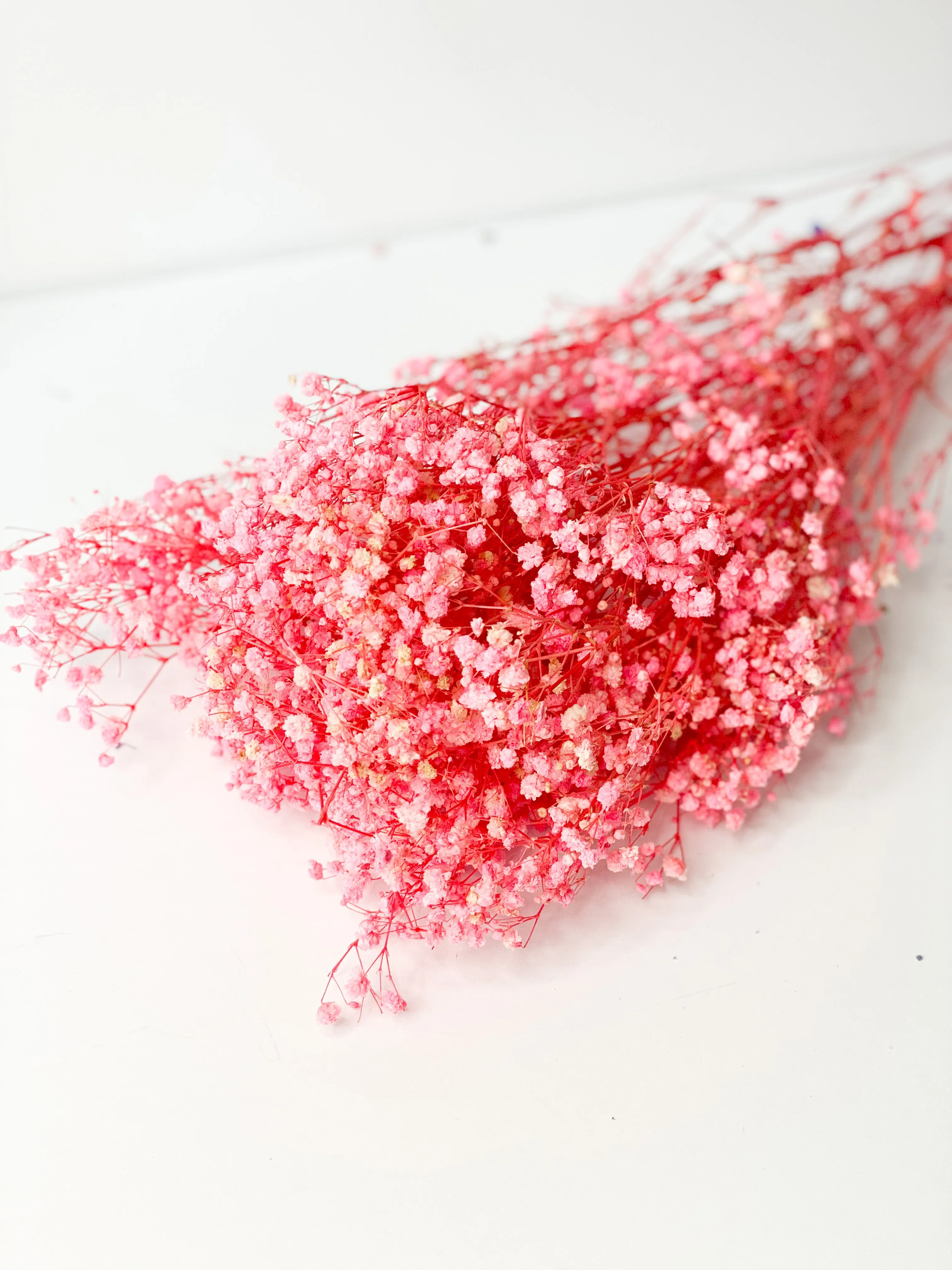 Permanent Baby's Breath (Gypsophila) in Variety Colors