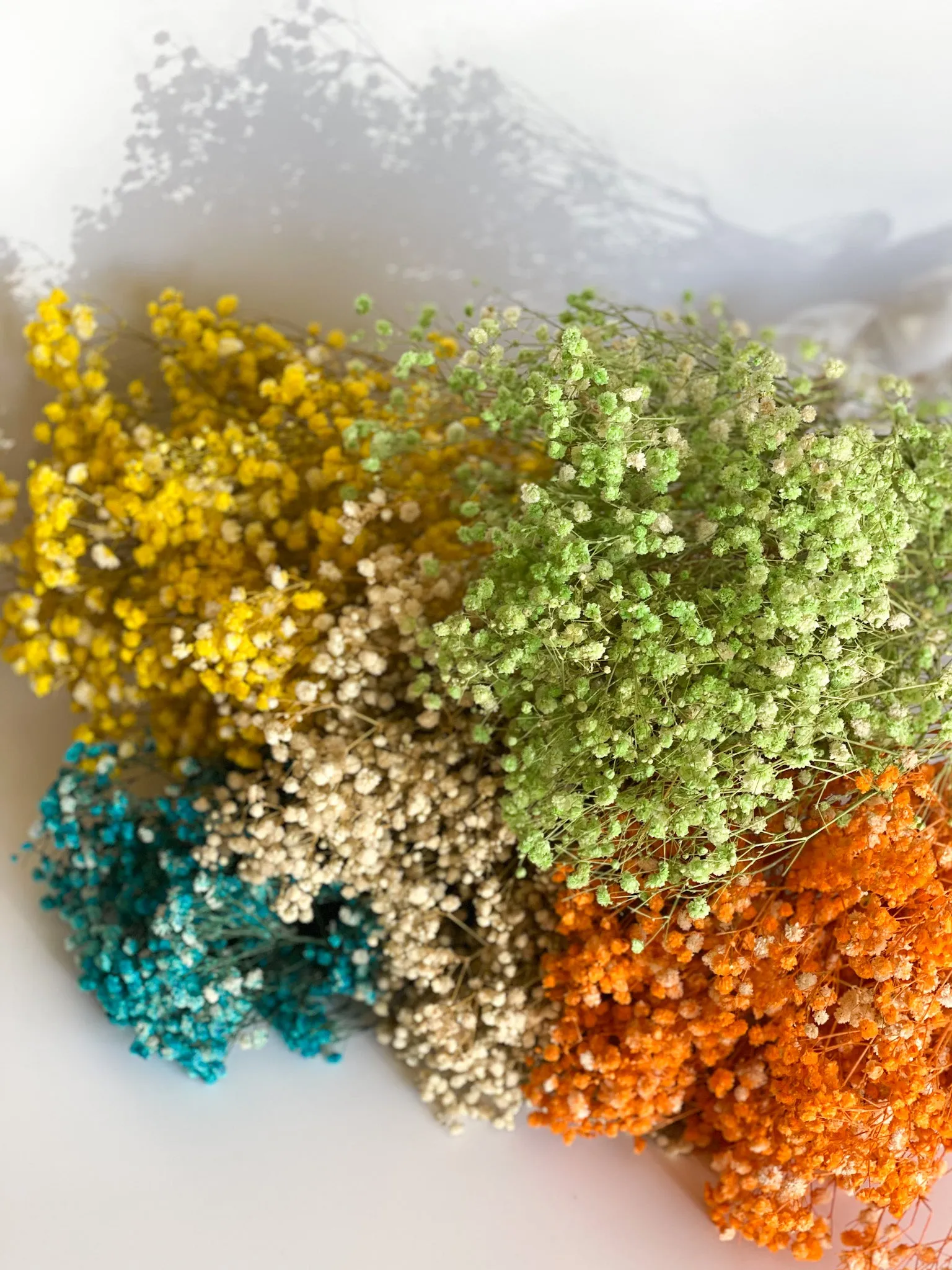 Permanent Baby's Breath (Gypsophila) in Variety Colors
