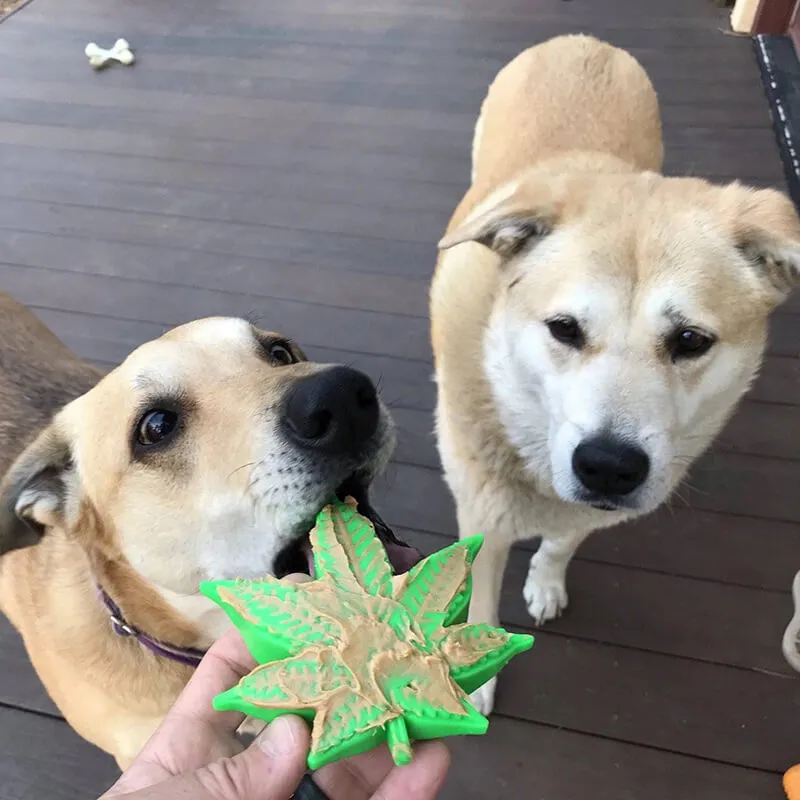 Soda Pup Nylon Colorado "Maple" Leaf  Chew & Enrichment Toy
